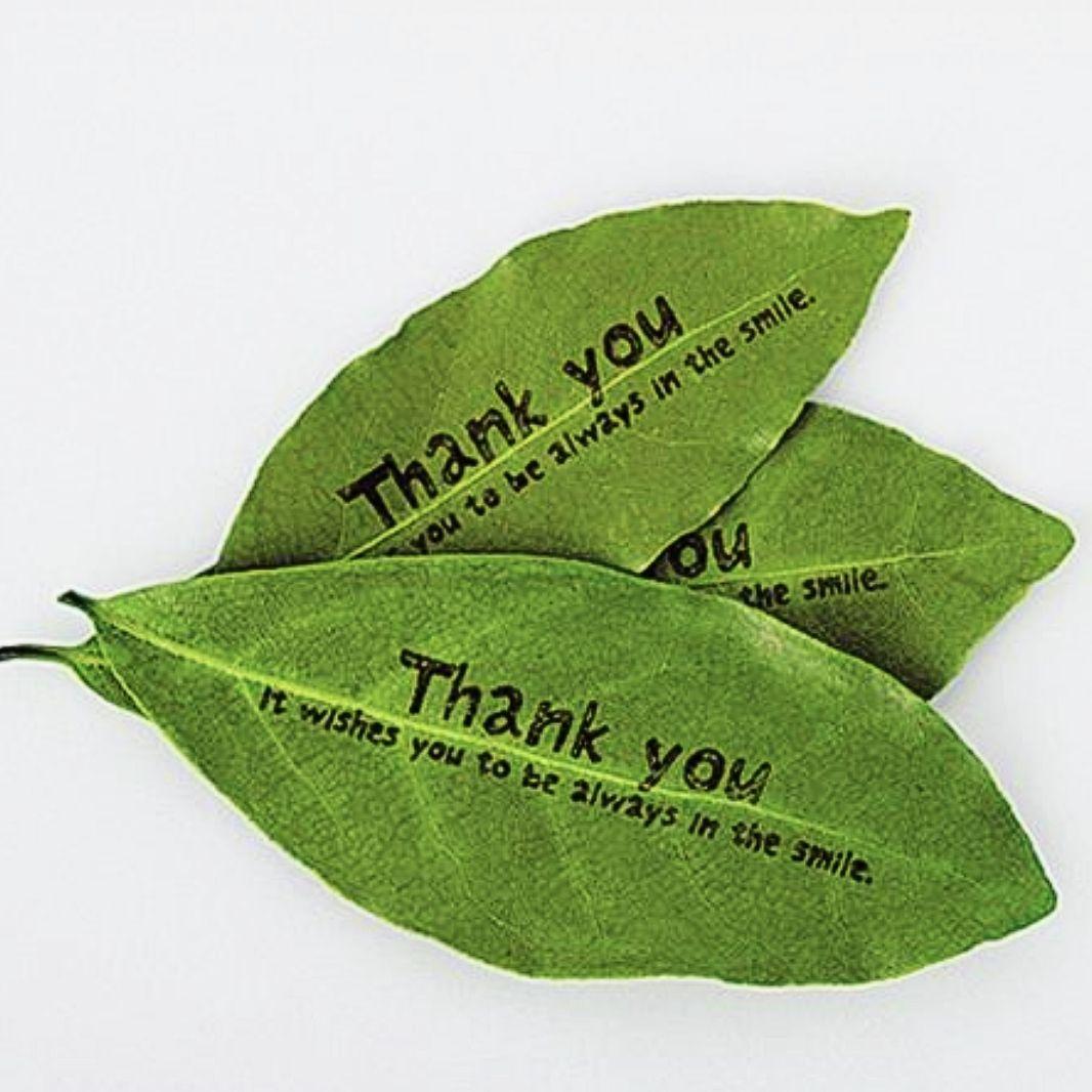 【ピンク】ワ ンデル 8本