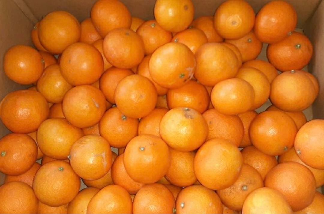 愛媛県産　家庭用　小玉　愛果28号　柑橘　15kg