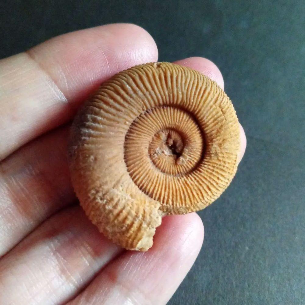 ドイツ産　ジュラ紀　アンモナイト　２点