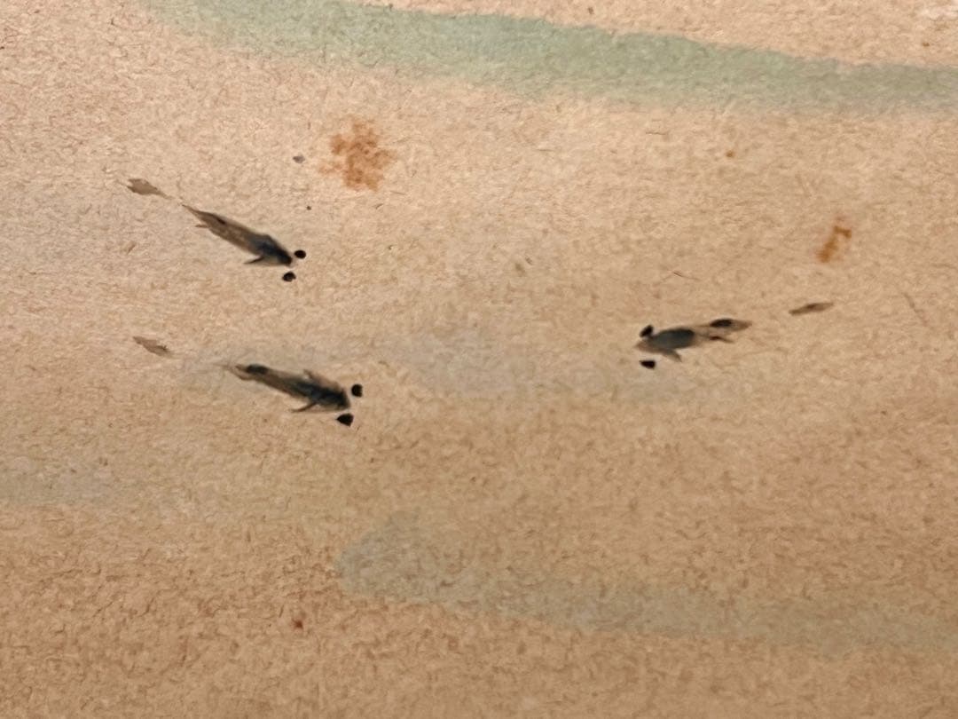 小林太玄 掛軸 肉筆 書「せせらぎ 画賛」 大徳寺 臨済宗 掛け軸 茶掛 めだか