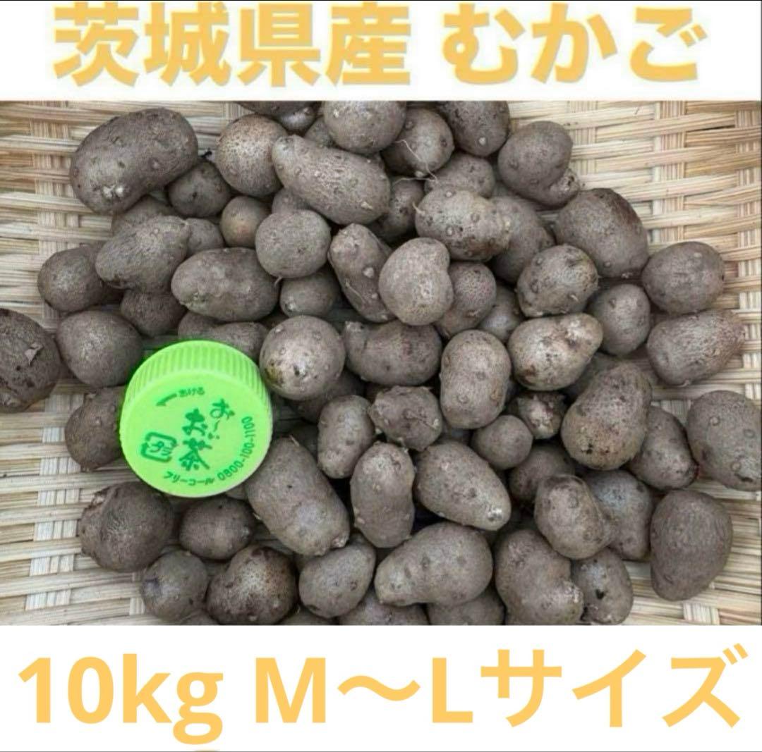 茨城県産 むかご 10kg M〜L