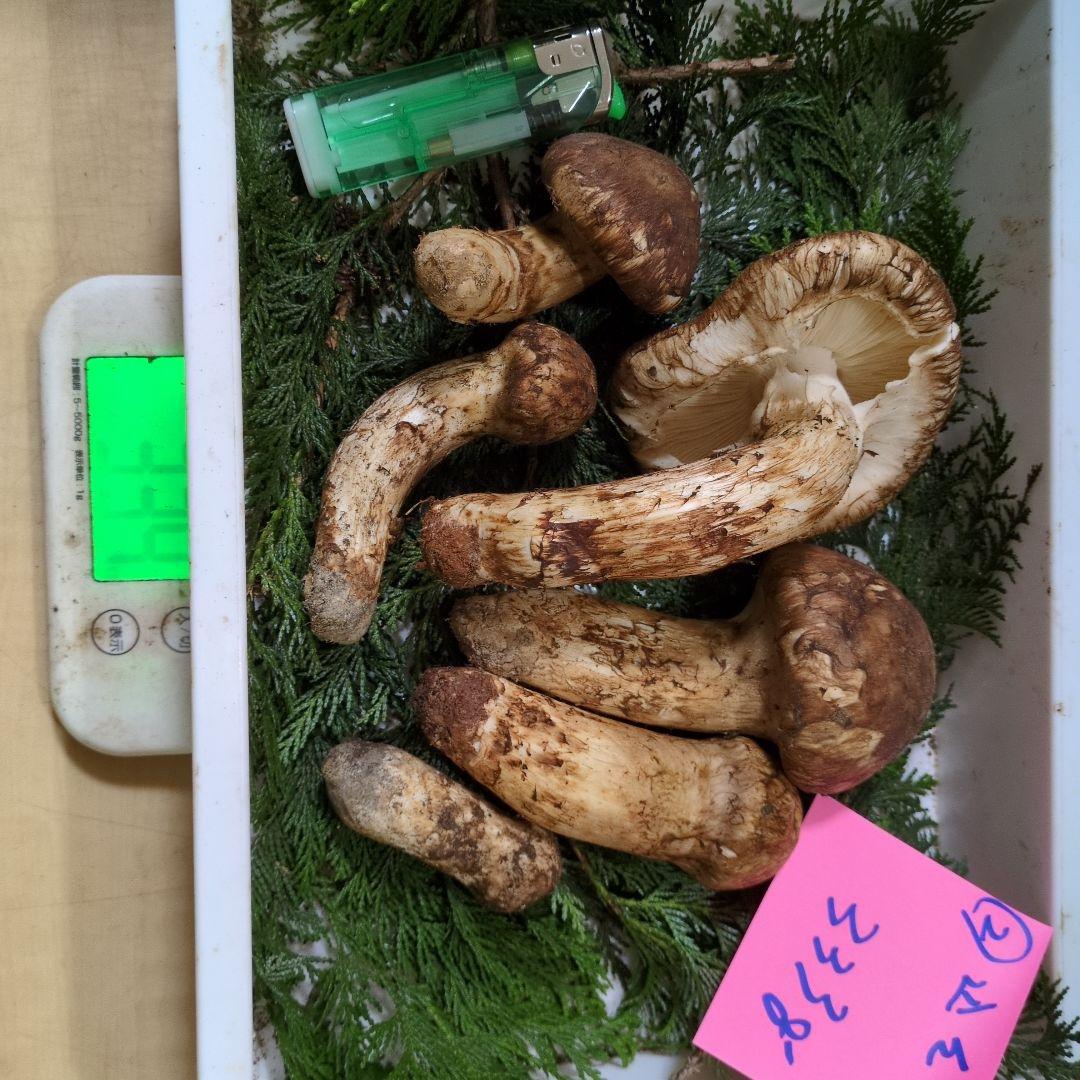 和歌山松茸 新鮮朝市　込み込み　333㌘