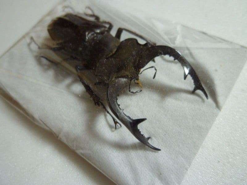 【外国産クワガタ標本】フェアメイルミヤマクワガタ♂/四川省.石綿産/51mm