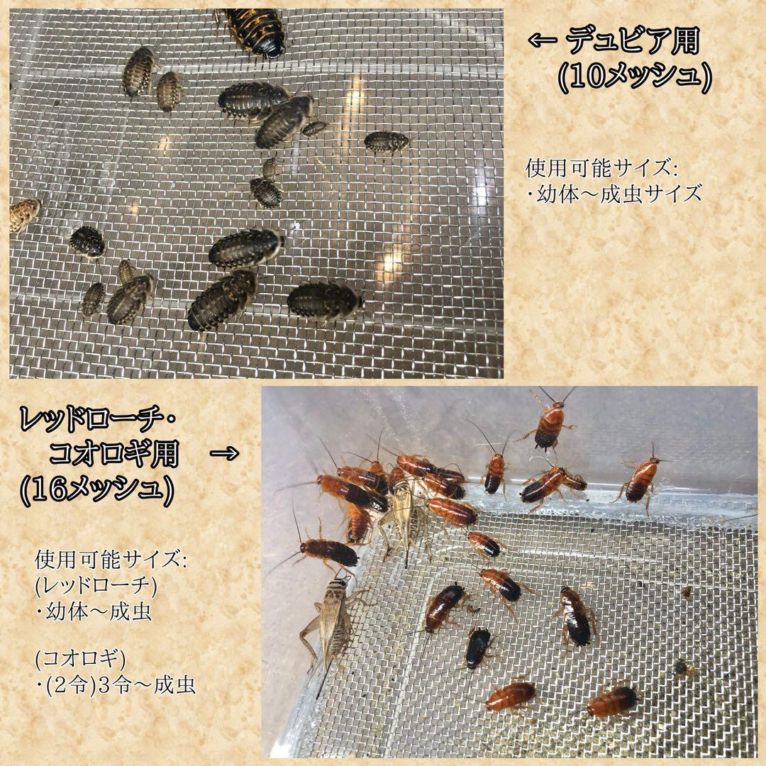 がくじん様　S (シェ)