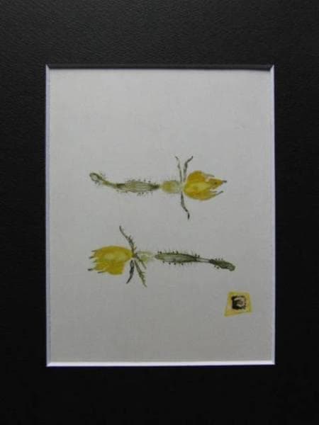 片岡鶴太郎、【きゅうりの花】、希少画集・額装画、新品・日本製額縁付