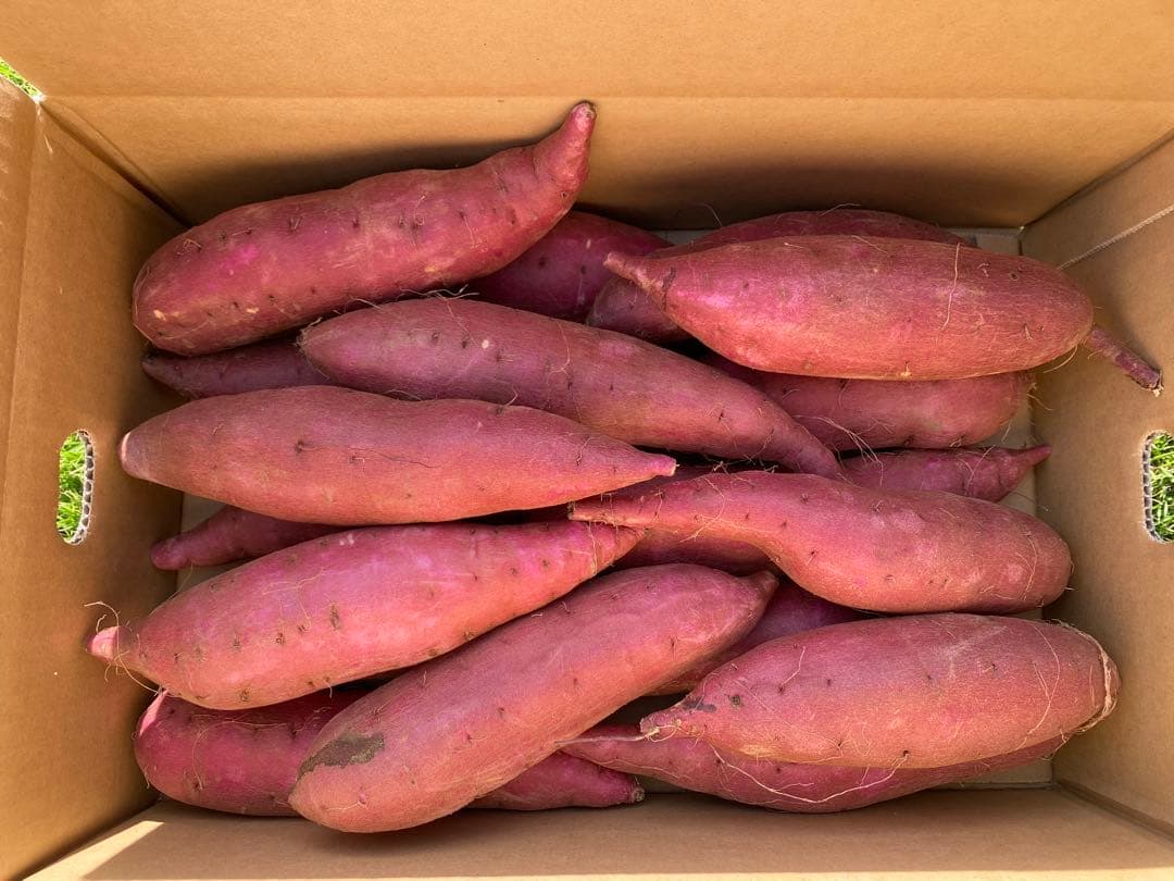 茨城県産シルクスイートM20キロ　パンシラ出品