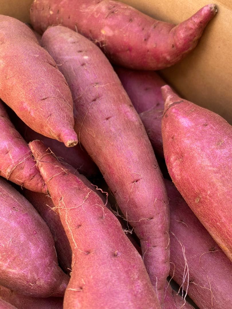 茨城県産シルクスイートM20キロ　パンシラ出品