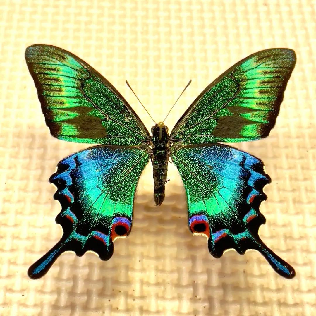 蝶標本　北海道産　極美麗ミヤマカラスアゲハ♂ 飼育品　完品　⭐️マイコレに‼️