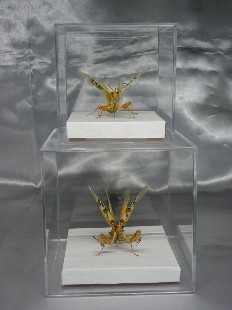 アフリカメダマカマキリ　ペア　立体標本