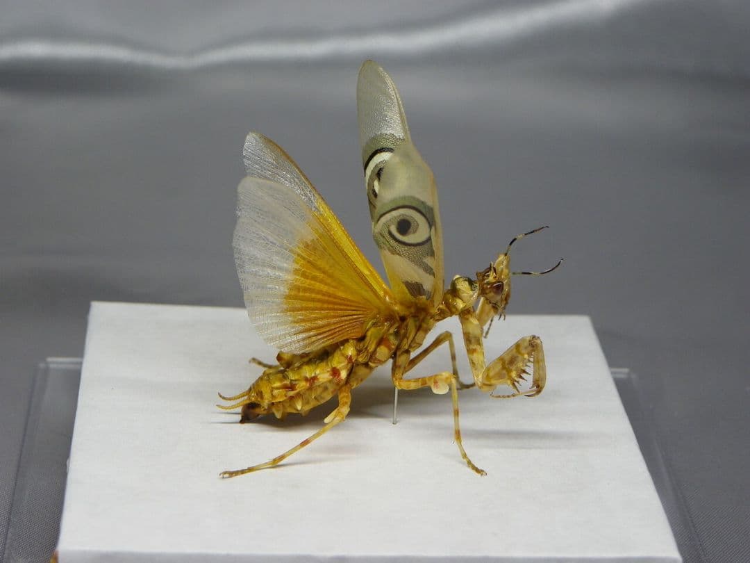 アフリカメダマカマキリ　ペア　立体標本