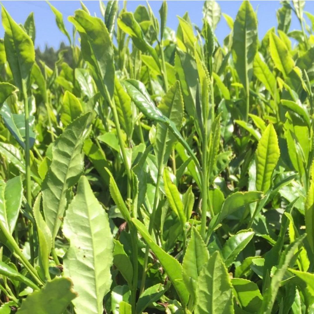 八女茶，緑茶(特上煎茶)20袋 nume★です