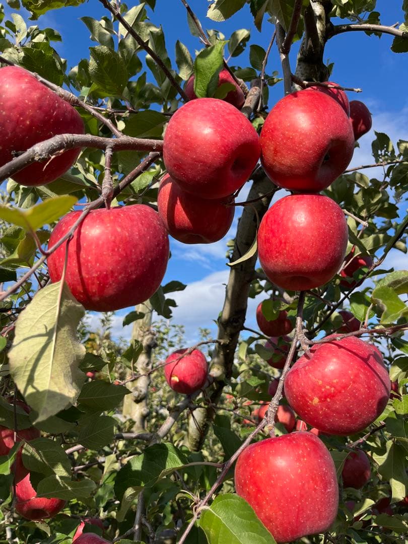 青森県産りんご✨10kg3種ミックス❣️ふじ✨シナノゴールド✨名月