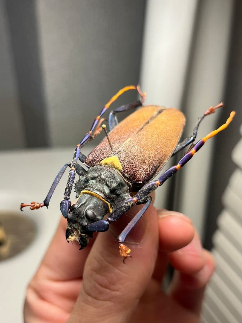 【53mm】ルリヒゲノコギリカミキリ 標本ナンベイオオタガメ ハナムグリカナブン