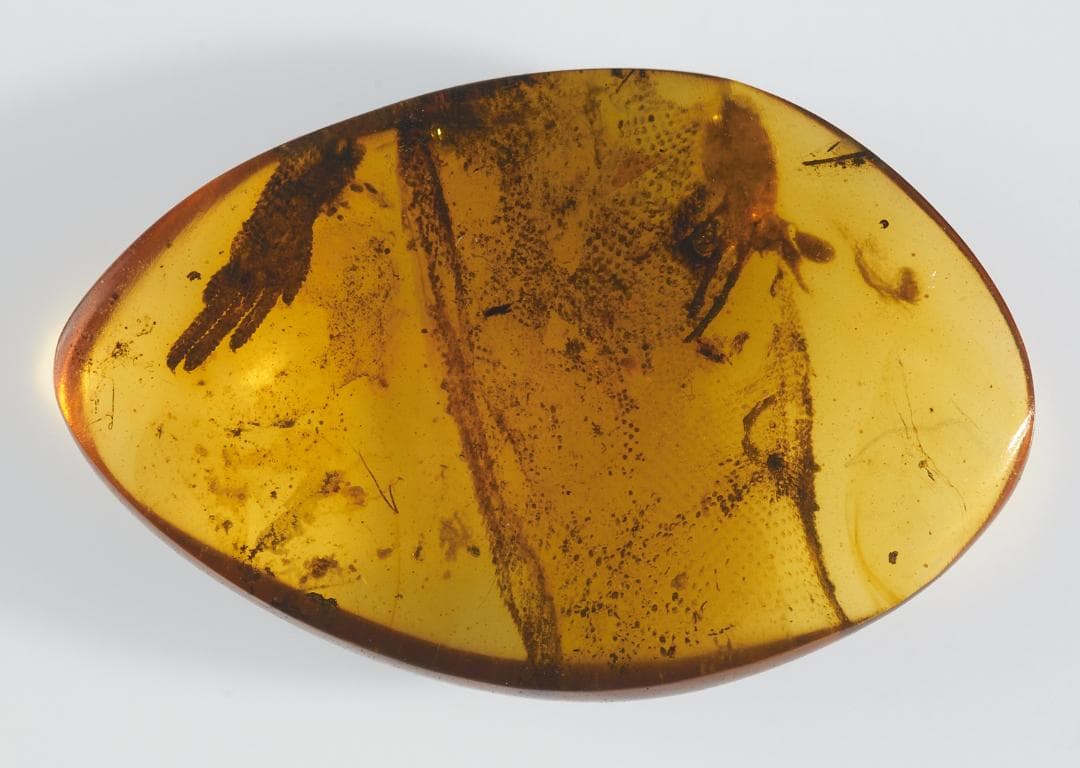 レア極上品 PA0046虫入り琥珀化石　ミャンマーカムティかタナイ9900万年前