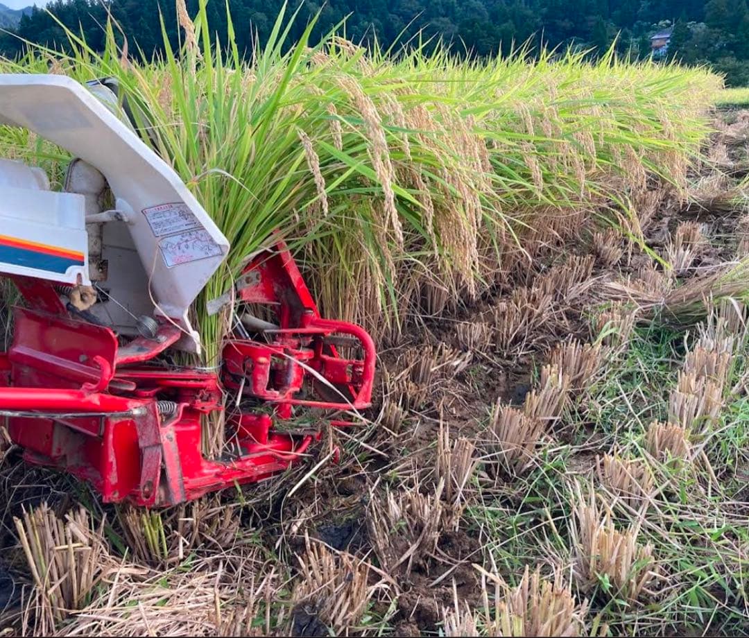 新潟県産天日干しコシヒカリ