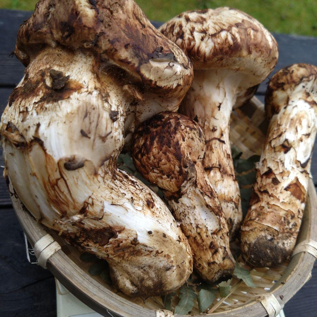 岩手県産マツタケ211g傷あり