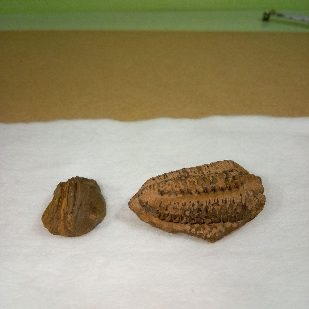 三葉虫　化石　fossil　ボリビア産　レア　Fossil判別②