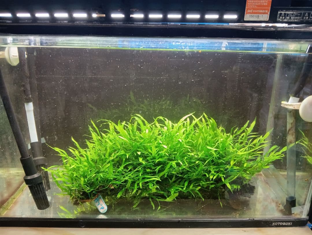 特大　ミクロソリウムsp.パプアニューギニア流木活着