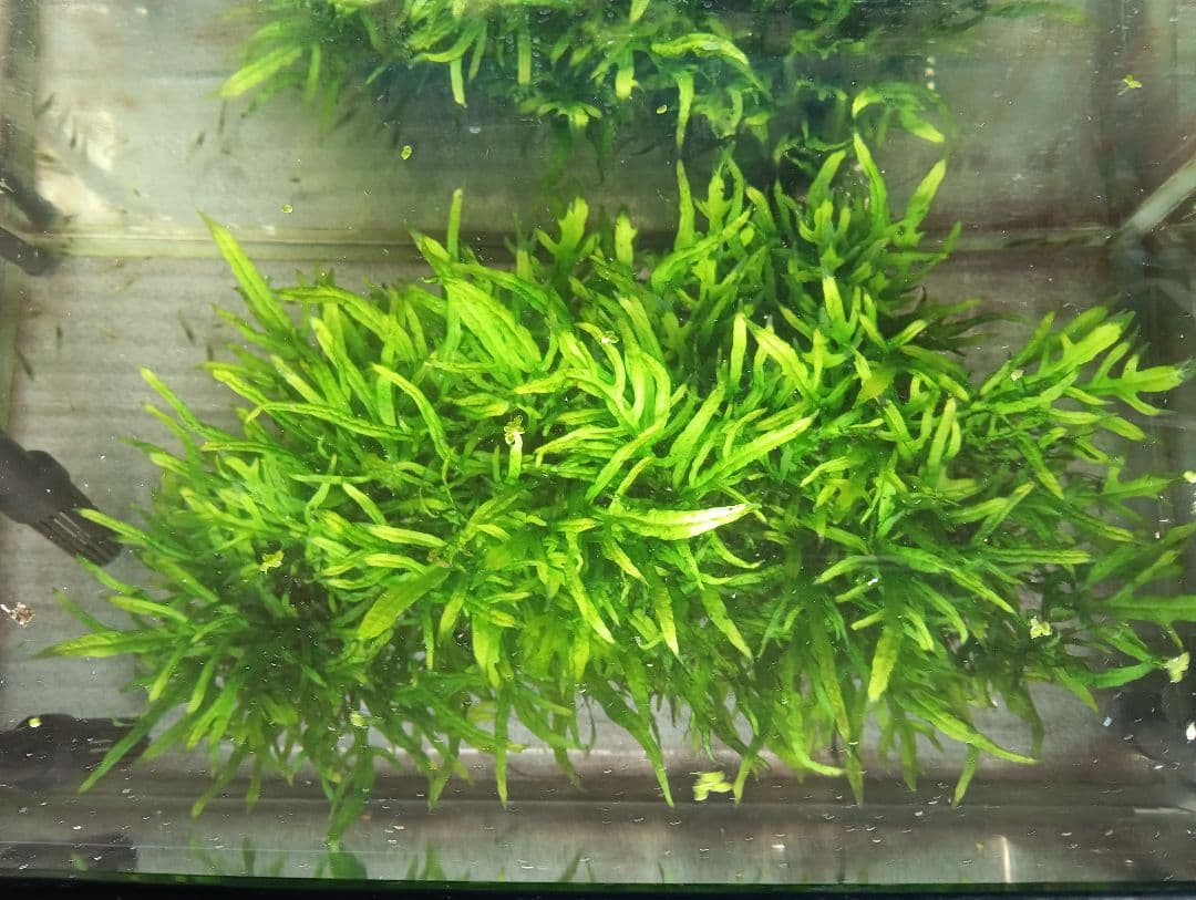 特大　ミクロソリウムsp.パプアニューギニア流木活着