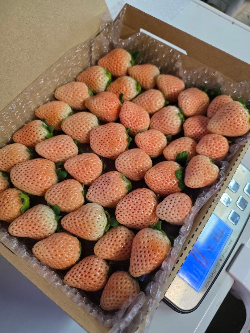 いちご　苺　イチゴ　減農薬