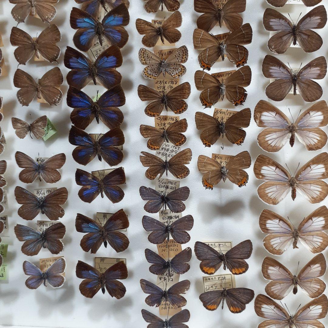 蝶標本　シジミチョウ22種180頭　大型ドイツ標本箱入り