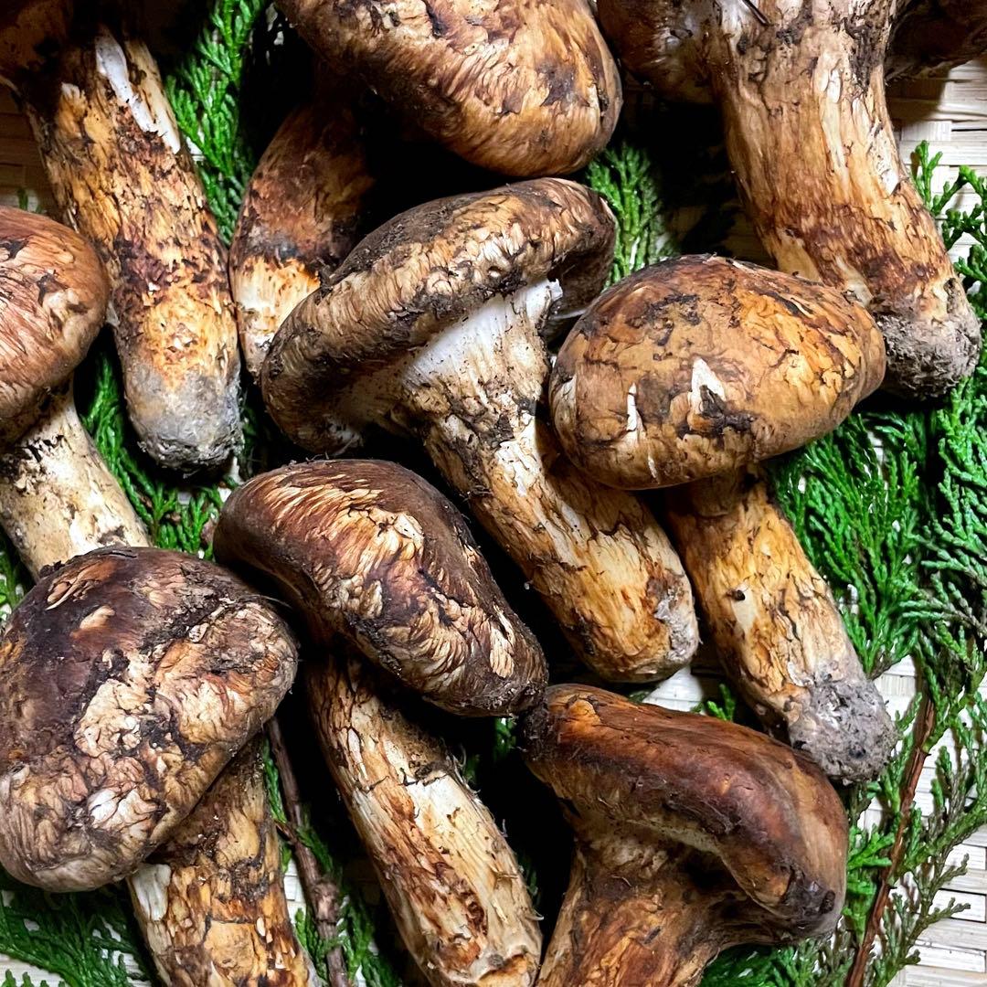 朝採れ　松茸　国産　山梨県　約100gセット