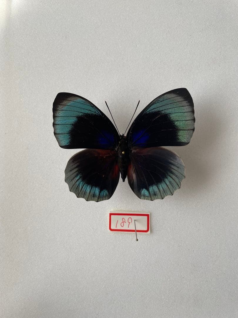 アグリアス・ベアティフィカ（1オス、ペルー産）