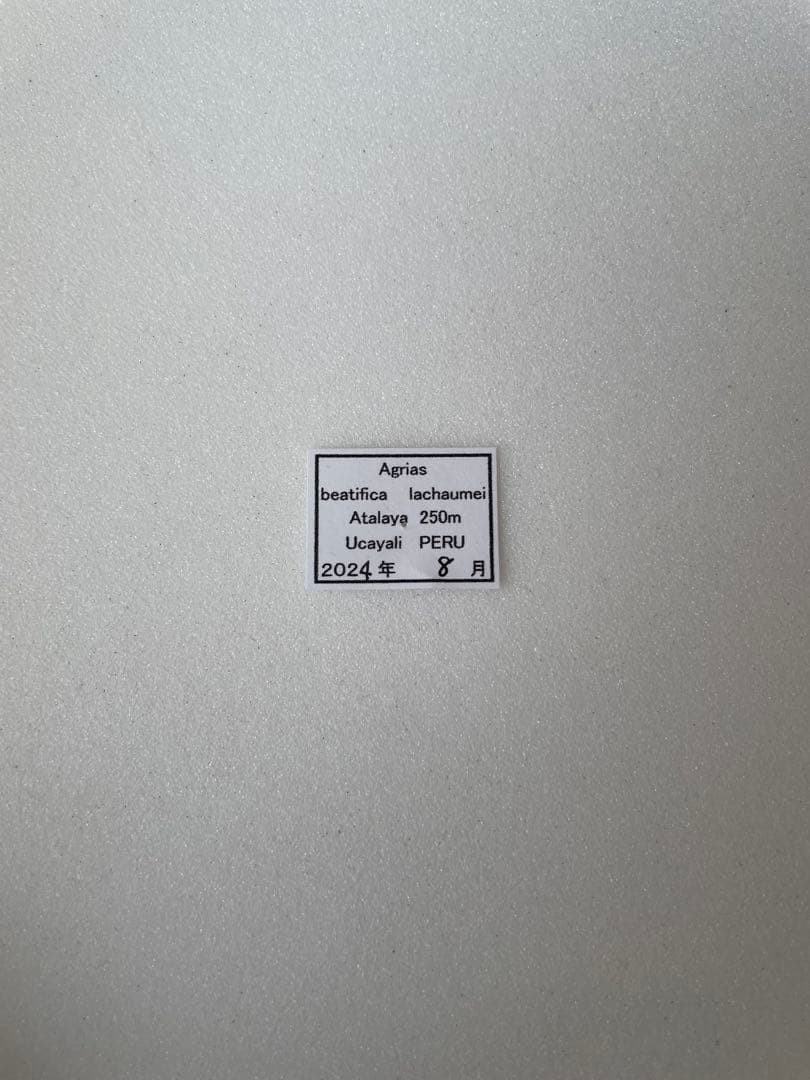 アグリアス・ベアティフィカ（1オス、ペルー産）
