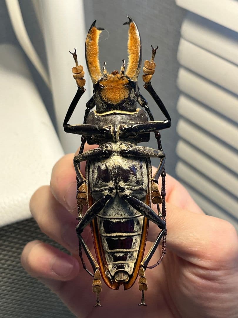 【103mm】アラゲオオウスバカミキリ 甲虫昆虫標本タランチュラ　標本