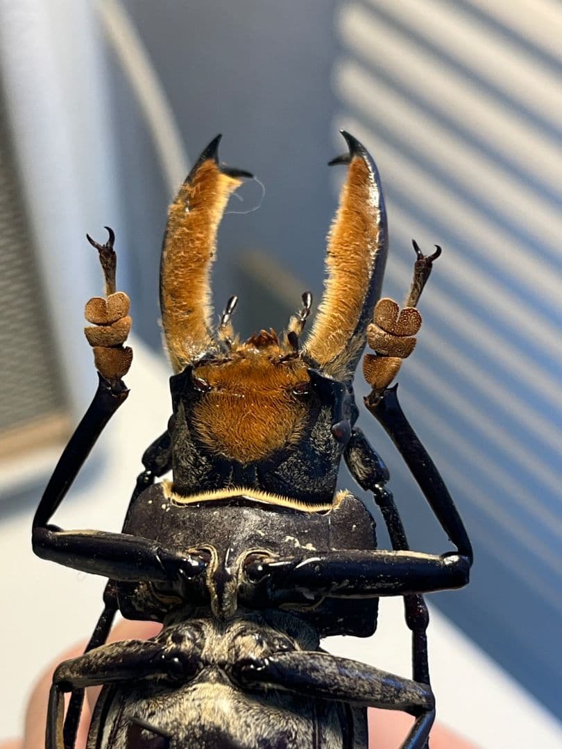 【103mm】アラゲオオウスバカミキリ 甲虫昆虫標本タランチュラ　標本