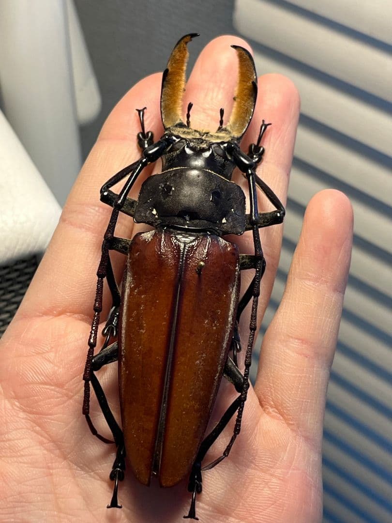 【103mm】アラゲオオウスバカミキリ 甲虫昆虫標本タランチュラ　標本