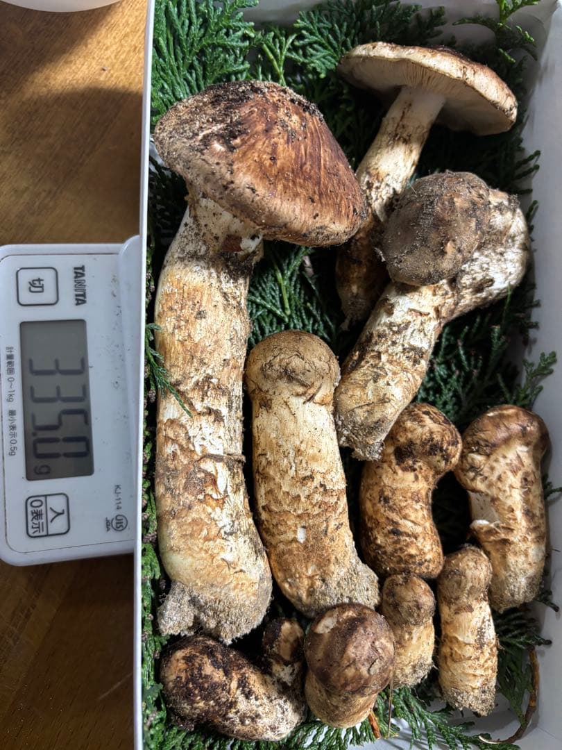 南信州産　松茸