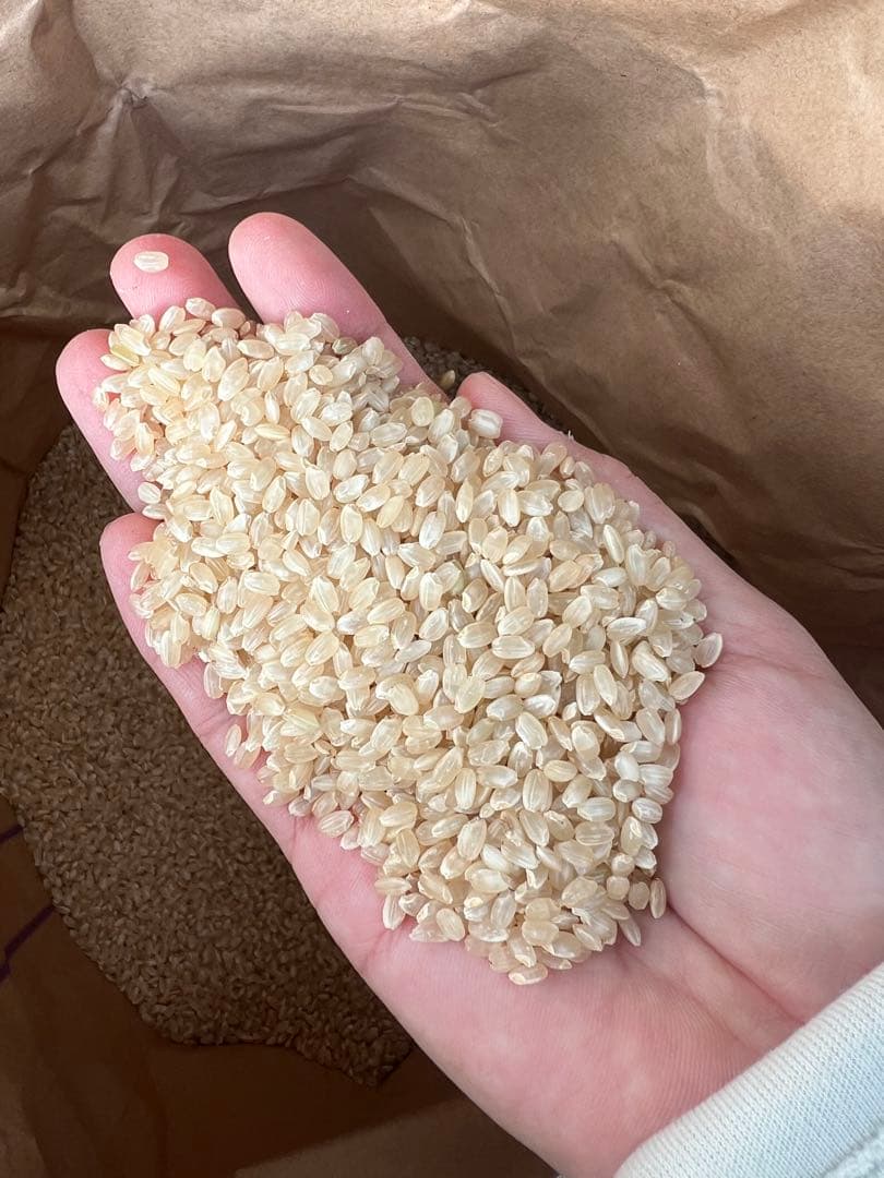 R7 新米　風さやかお米　玄米30キロkg 離島以外送料込み