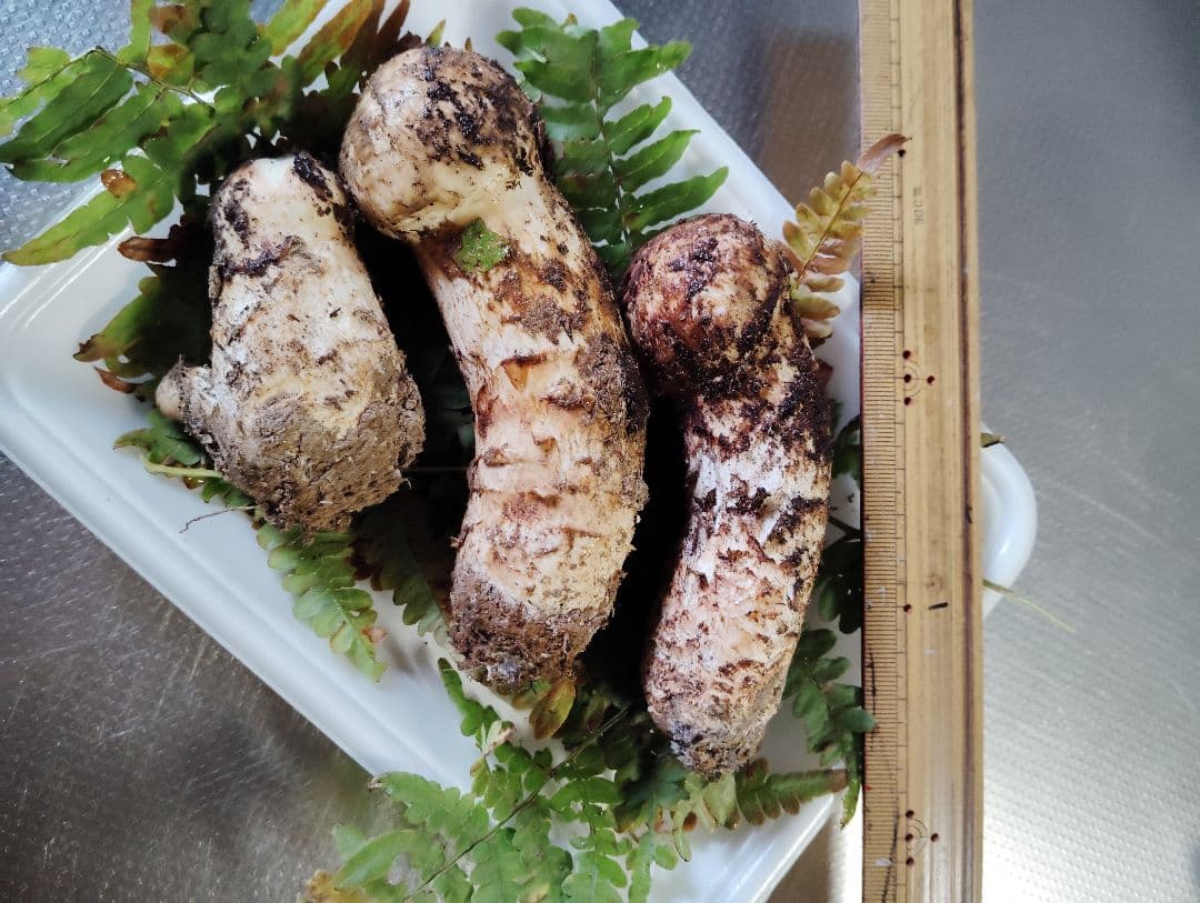 岩手県産松茸　180グラム