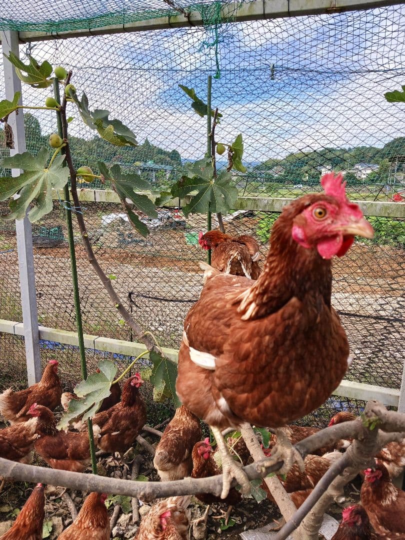 平飼い卵80個4/14常温発送きんつばわさび