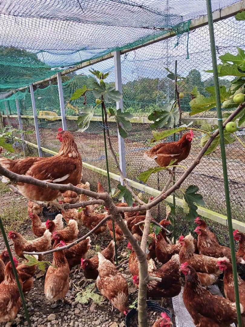 平飼い卵80個4/14常温発送きんつばわさび