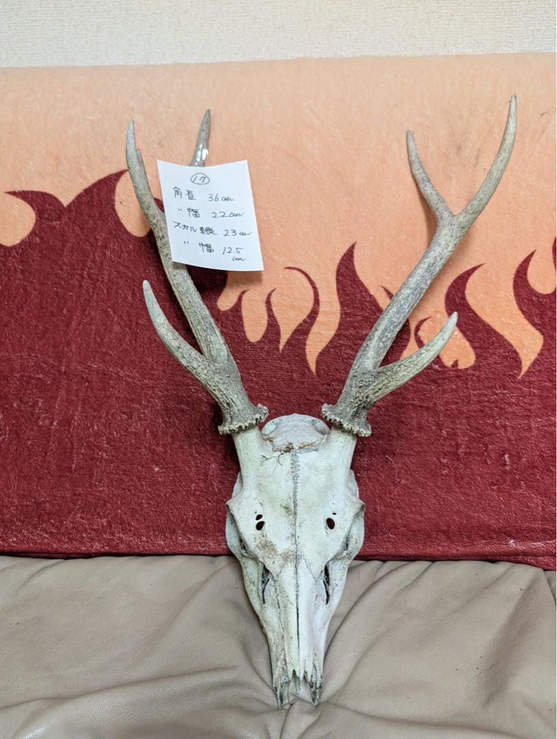 【限定19個】下栗の里　日本鹿　スカル　No.17