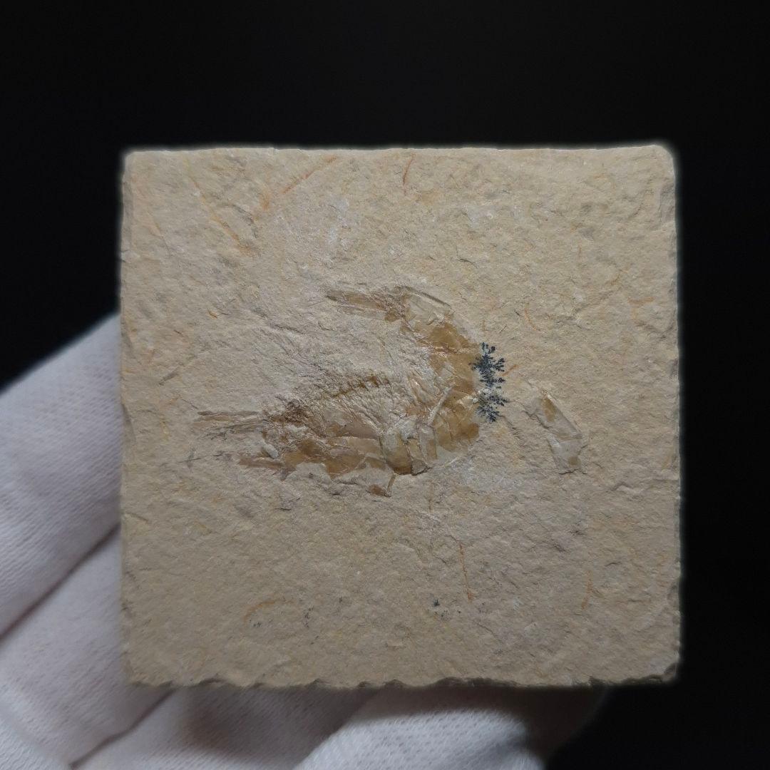 美品 エビ 化石 本物 レバノン産 50.22mm sr3