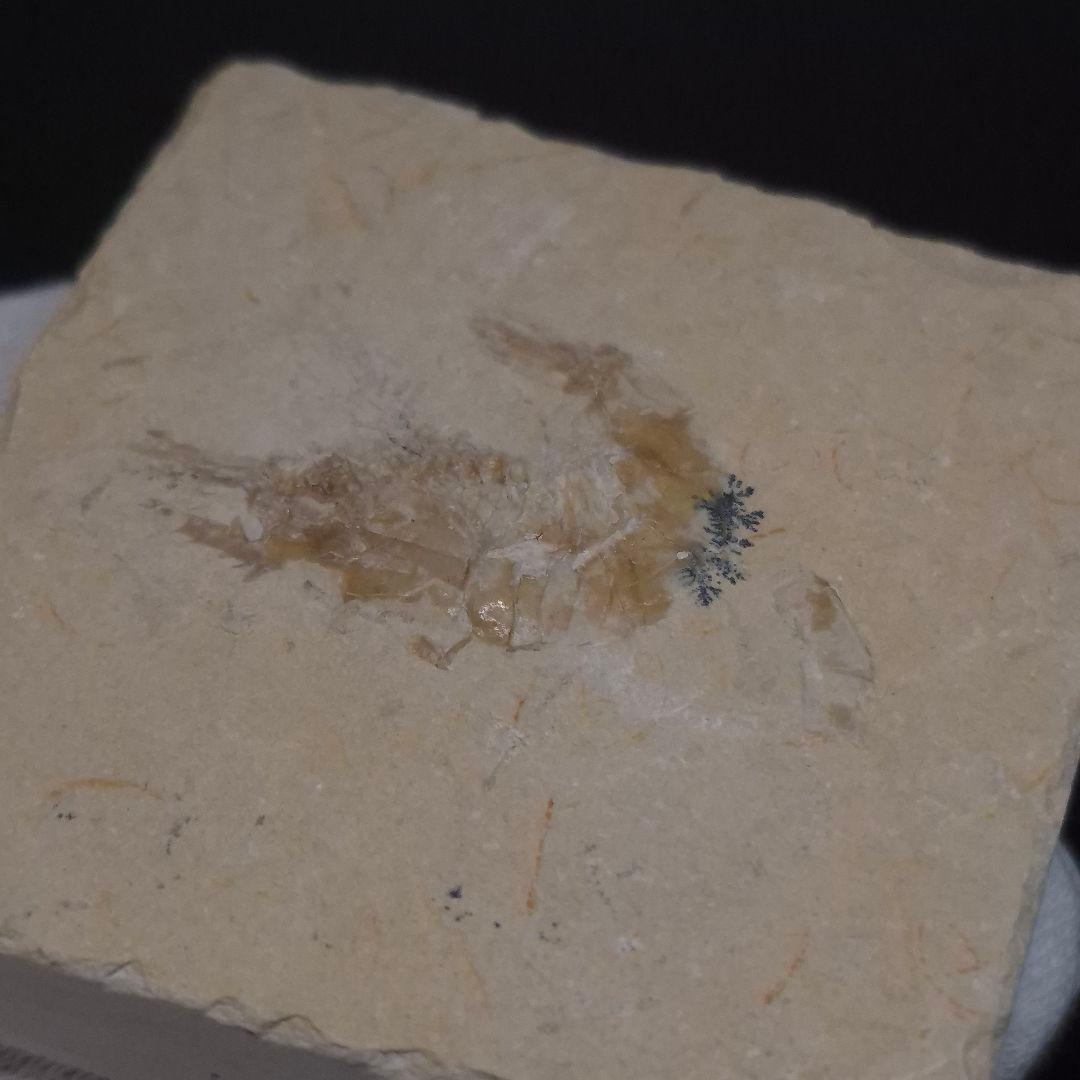 美品 エビ 化石 本物 レバノン産 50.22mm sr3