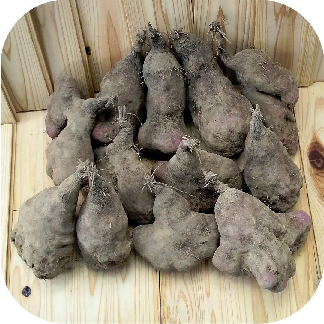 紫山芋(土付き)10kg
