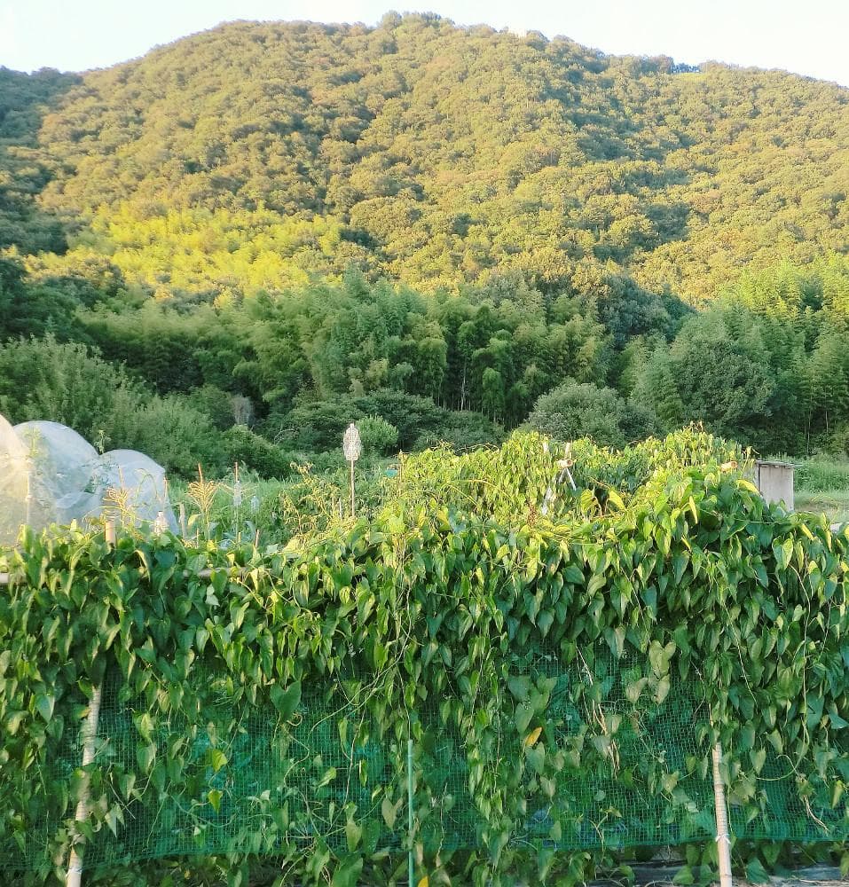 紫山芋(土付き)10kg