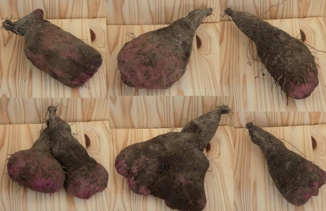 紫山芋(土付き)10kg