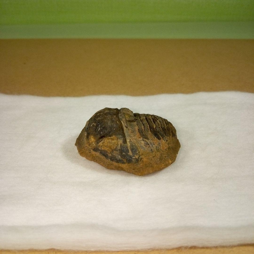 三葉虫　化石　fossil　ボリビア産　レア　Fossil判別⑨