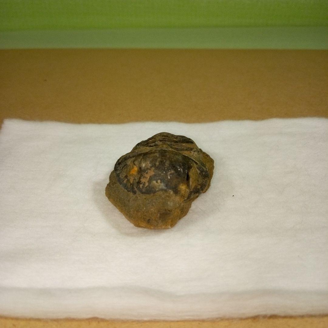 三葉虫　化石　fossil　ボリビア産　レア　Fossil判別⑨