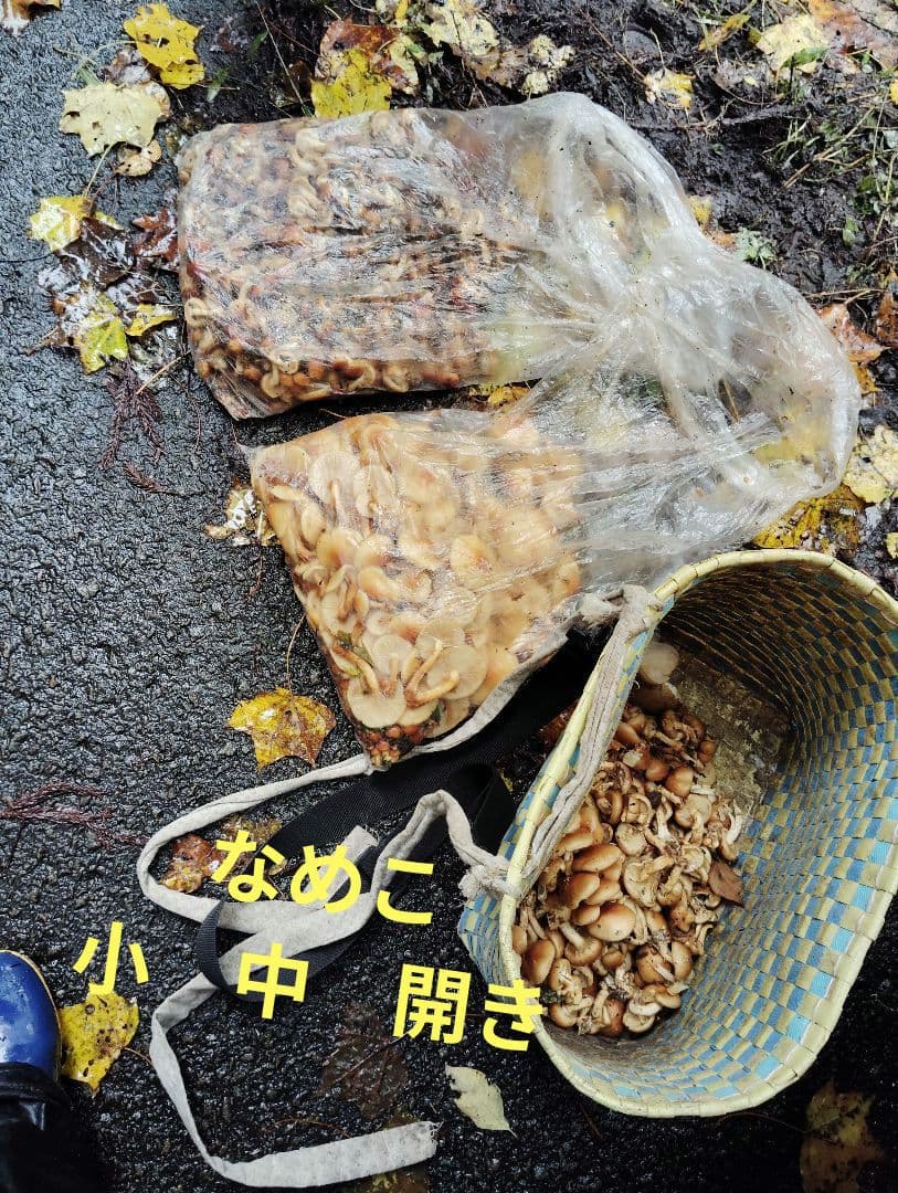 生　きのこ　8kg