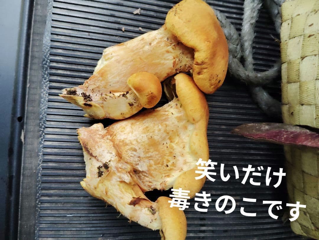 生　きのこ　8kg