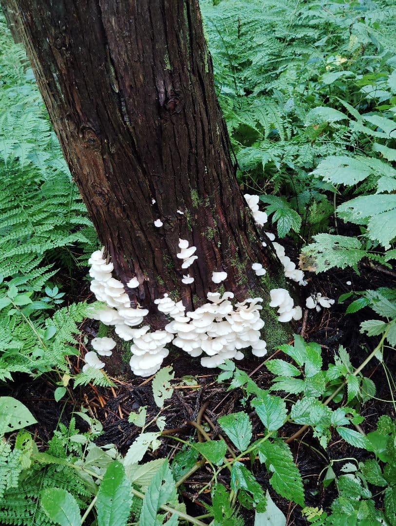 生　きのこ　8kg