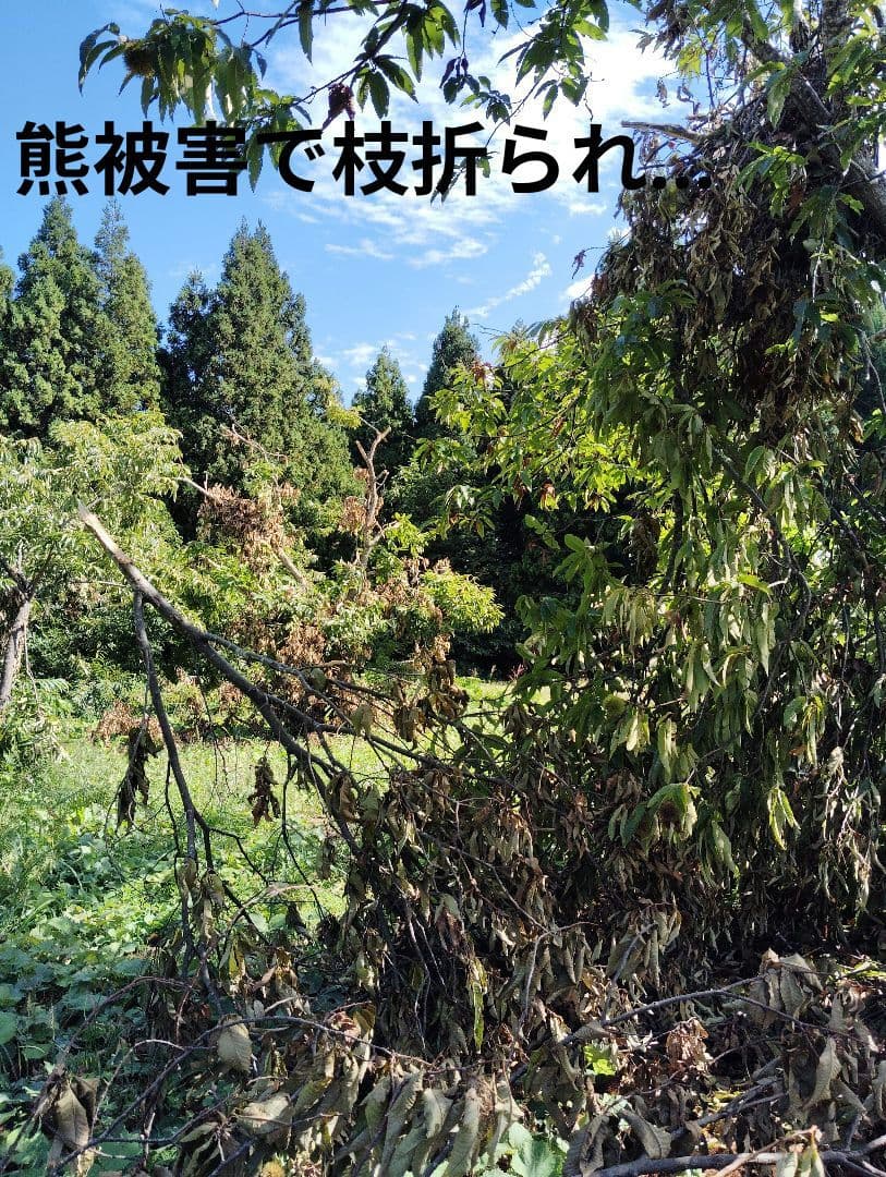 生　きのこ　8kg