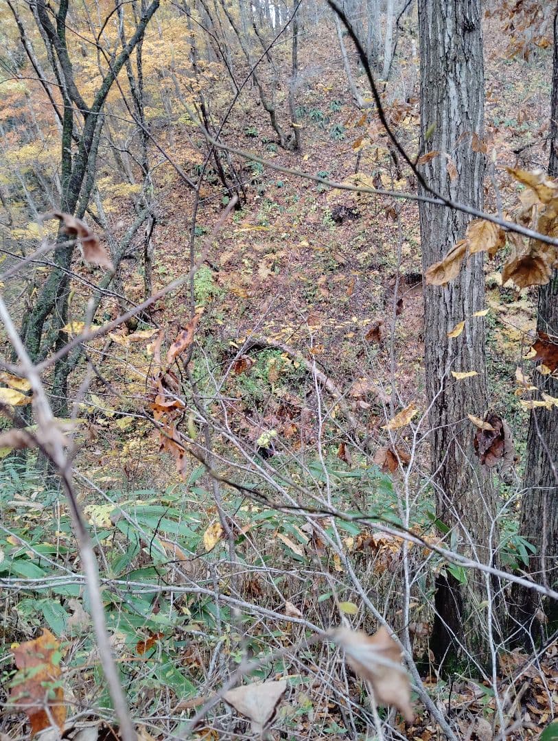 生　きのこ　8kg