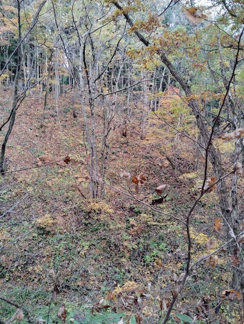 生　きのこ　8kg